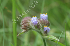 Cyanotis tuberosa var. adscendens